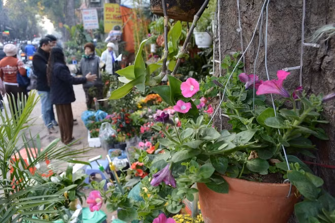 Những chậu hoa, cây cảnh bày bán ở khắp dọc con đường khiến người đi qua không khỏi ngoái nhìn vì màu sắc sặc sỡ, bắt mắt của muôn cây - Ảnh: Vy An/ vnexpress.