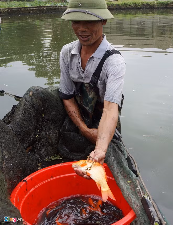 Ở ngôi làng này, nhà nào cũng có ao nuôi cá, ít thì một, nhiều thì đến 3 - 4 ao. Cá được người dân nuôi trước Tết khoảng 5-6 tháng. Thức ăn chủ yếu của loài cá này là rong rêu, sinh vật...