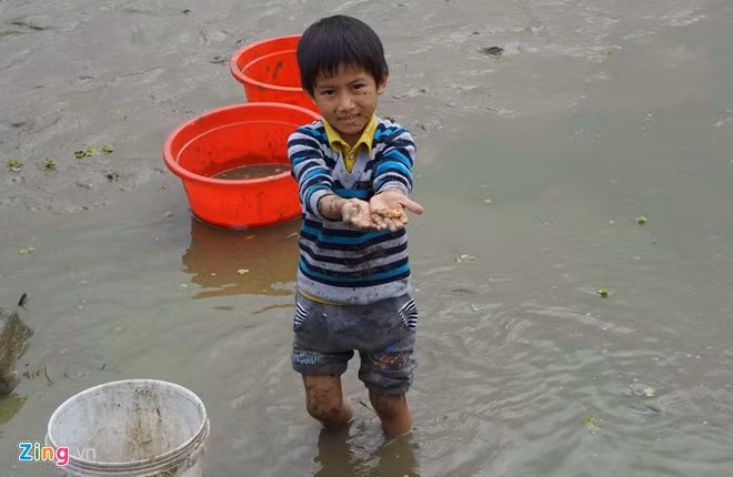 Nhiều em nhỏ cũng hào hứng lội bùn giúp gia đình thu hoạch cá chép để bán cho khách thập phương.