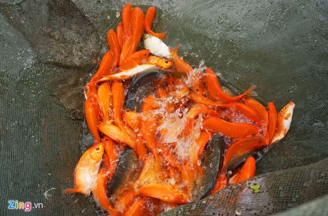 Anh Nguyễn Văn Bảy (48 tuổi) cho hay để nuôi được giống cá chép đỏ phục vụ đúng vào dịp Tết ông Táo, người nuôi phải rất kỳ công chăm sóc. Ngay từ khâu chọn con giống đến khâu vệ sinh nguồn nước đều được chú trọng. Bởi nếu nguồn nước bẩn thì cá sẽ bị nấm rồi chết dần.