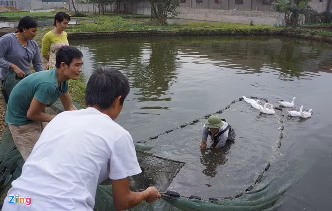 Từ ngày 20 đến ngày 22/12 âm lịch, người dân làng Tân Cổ (xã Quảng Tân, huyện Quảng Xương, Thanh Hóa) hối hả thu hoạch cá chép. Tân Cổ là làng nghề nuôi cá chép có từ lâu đời, đặc biệt là cá chép đỏ làm "phương tiện" cho ngày ông Công, ông Táo về trời (23 tháng Chạp âm lịch).