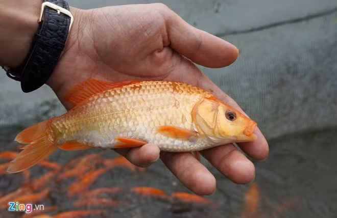 Nhiều thương lái cho hay cá chép làng Tân Cổ luôn được thị trường ưa chuộng vì có màu đỏ óng, to đều, không có đốm đen.