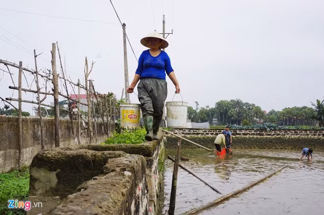 Một ao nuôi cá thường có nhiều người thu hoạch với nhiều công đoạn. Sau khi vớt cá cho vào xô, người trên bờ nhanh chóng di chuyển cá đến ao nước sạch.