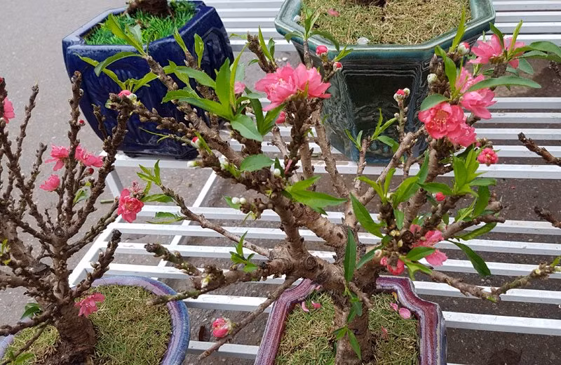 Không có vẻ khẳng khiu, góc cạnh như các loại đào khác, đào Thất Thốn mang vẻ viên mãn bởi những cành đào ngắn, mập, được phủ kín bởi những mắt nụ to, tròn hơn hẳn những nụ đào phai.