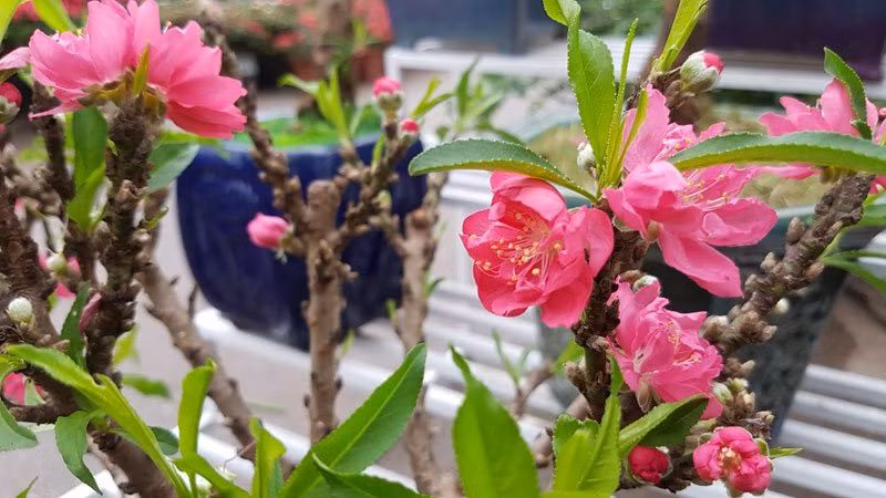 Đặc biệt hơn, đào mini này là giống đào Thất Thốn - loại cây quý được gọi tên “đào tiến vua”. Những cây đào chỉ cao chừng 2 gang tay khiến nhiều khách xem tò mò. Người bán rao giá 2 triệu đồng/cây. Dạng cây bonsai này dường như là những “gương mặt” mới mẻ của chợ hoa xuân Vạn Phúc đang chờ người tới mua. Hình dáng nhỏ gọn có thể đặt gọn ghẽ trên bàn uống nước, những gốc đào này còn được phủ kín nụ từ gốc lên tới tận đầu cành.