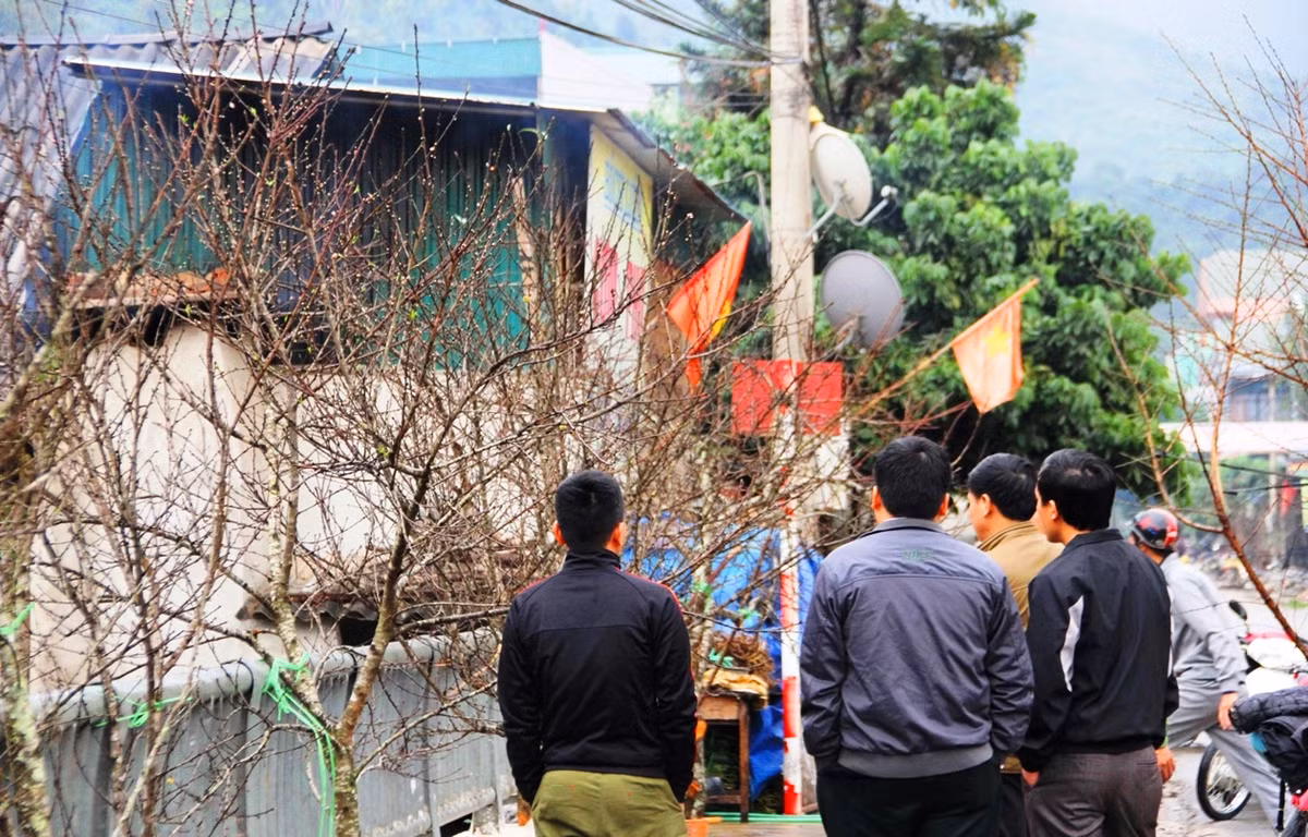 Ngoài cây đào có giá khủng, đào rừng cũng được người dân bày bán la liệt dọc QL 7A, TT Mường Xén, huyện Kỳ Sơn, Nghệ An.