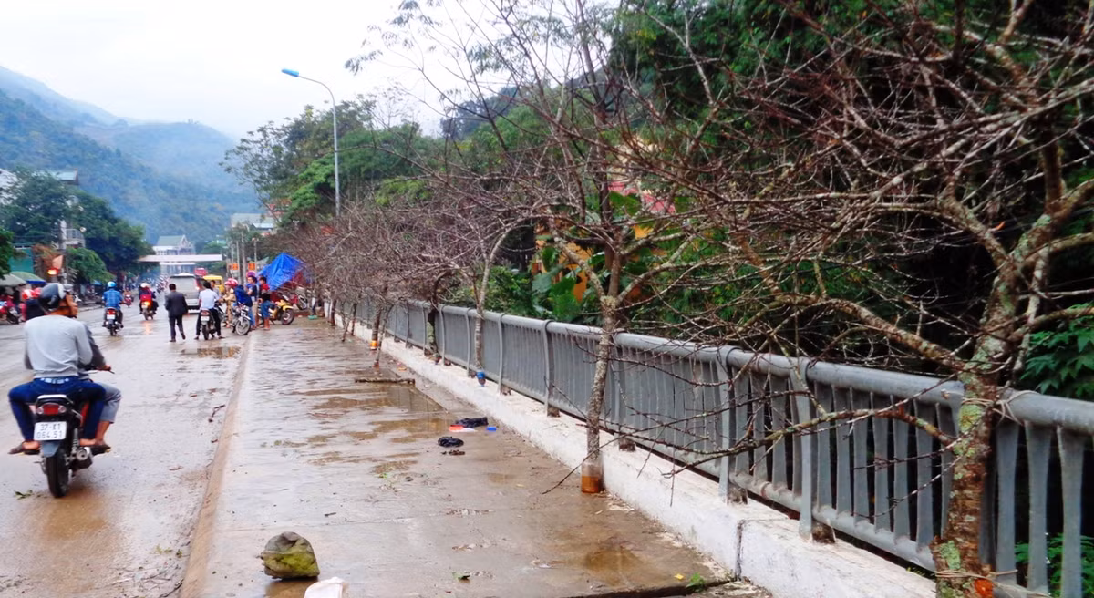 Những cành đào khoe sắc, xuôi về thành phố như báo hiệu một mùa xuân mới đang đến rất gần với mọi người, mọi nhà nơi miền biên viễn của xứ Nghệ.