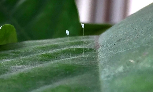 Loai hoa 3000 nam no mot lan xuat hien o Nghe An