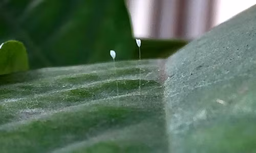 Loai hoa 3000 nam no mot lan xuat hien o Nghe An