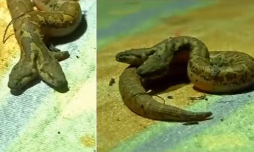 Bắt gặp rắn hai đầu hiếm có, dài 10cm “đi lạc” trong vườn thú Bat gap ran hai dau hiem co, dai 10cm “di lac” trong vuon thu