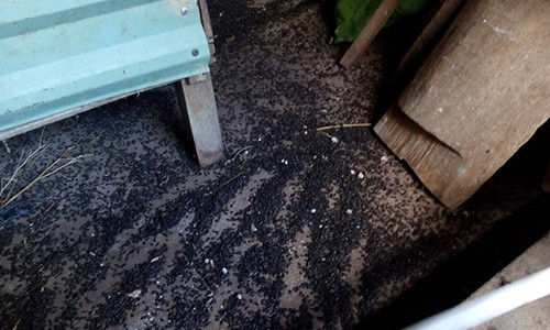 Hàng vạn con bọ đầu đen bu kín nhà dân. Ảnh: CTV.