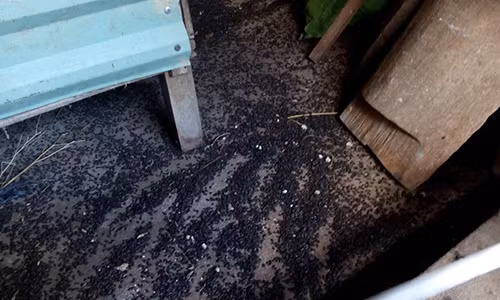 Hàng vạn con bọ đầu đen bu kín nhà dân. Ảnh: CTV.