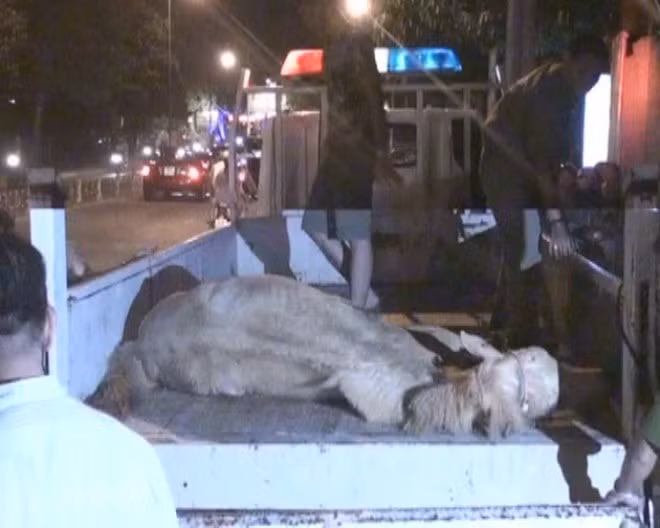 Con ngựa bị chết đang được cơ quan chức năng xác định chủ sở hữu.