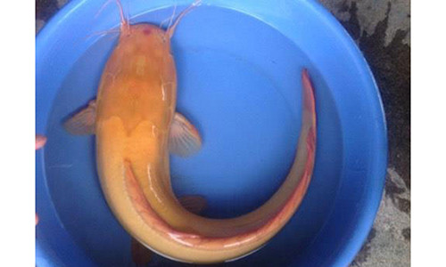 Lac mat ngam ca tre vang hiem thay nang gan 1kg o Cu Chi