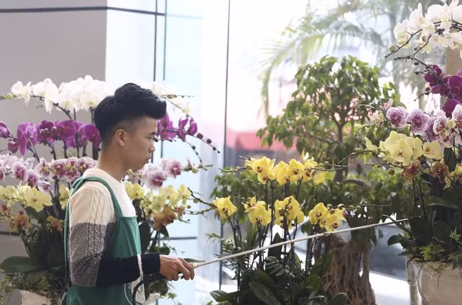 Lan hồ điệp được chăm sóc rất cẩn thận. Khi tưới nước người ta luôn tránh tưới trực tiếp vào hoa.