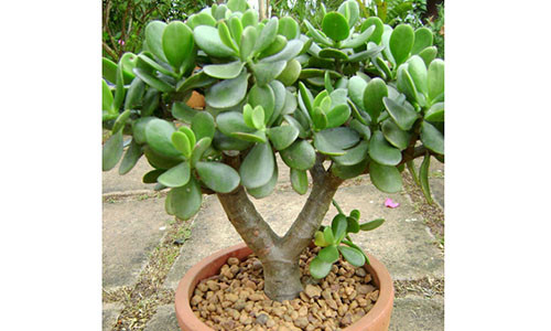 Giau sang nhanh chong, tien cua day nha nho meo phong thuy nay