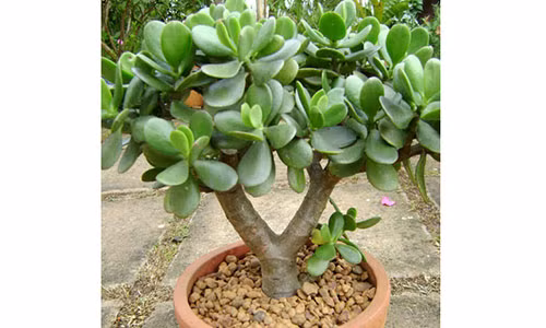 Giau sang nhanh chong, tien cua day nha nho meo phong thuy nay