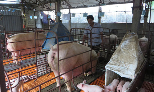 Anh nong dan lai 500 trieu dong/nam nho nuoi lon