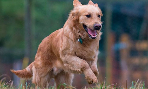 Hang xom hon chien vi mot bai chat thai cua cho