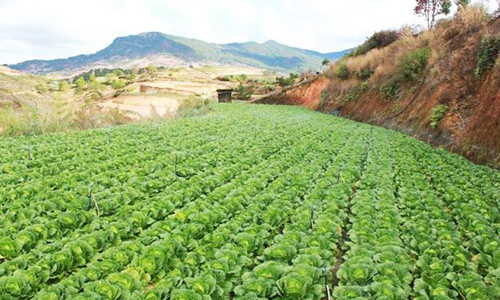 Bắp cải Đà Lạt đang được bán với giá 1.000 đồng/kg.