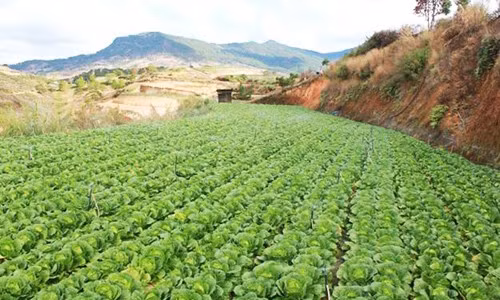 Bắp cải Đà Lạt đang được bán với giá 1.000 đồng/kg.