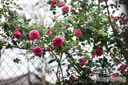 Hồng cổ Sapa có đặc điểm dễ sống, khỏe, ít phải chăm sóc, kháng bệnh tốt và ít bị sâu bệnh. Cây sống được ở mọi điều kiện khí hậu, có thể sống ở nhiệt độ dưới -15 độ C.