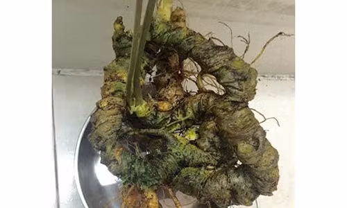 Cu tam that co 20 trieu/kg hiem co o Ha Noi