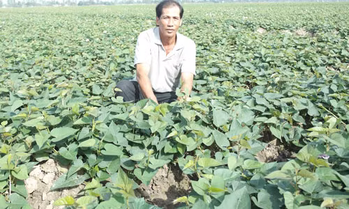 Bi quyet bo tui moi nam 1 ty cua dai gia khoai lang