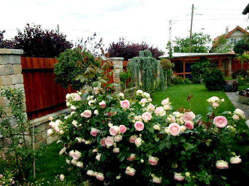 Chị Thảo chia sẻ rằng nói không vất vả thì không đúng, có những loại hoa rất khó trồng, phải chăm sóc cẩn thận trong 3 – 4 năm mới phát triển khỏe mạnh và cho hoa. Thế nhưng, đối với chị, sự mệt nhọc vất vả ấy không là gì khi so sánh với niềm vui mà cây cối mang lại cho mình Đó là cảm giác an lành, bình yên và thư thái trong tâm hồn.