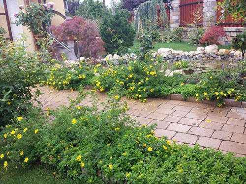 Mỗi tấc đất trong vườn nhà đều được phủ kín bởi hàng trăm loại hoa lá xanh mướt. ChịThảo đã không bỏ phí một khoảnh vườn để thỏa niềm đam mê với hoa, với cây vô bờ bến của mình. Chị cũng không ngại cất công mang từ Việt Nam sang rất nhiều cây, từ hoa đến các loại rau khác nhau. Nào là chuối, hoa nhài, tường vy, hoa sứ, rồi còn có rau húng, rau mùi hay thậm chí hoa sen và cây tre quê hương cũng đều góp mặt tại khu vườn ở giữa đất nước xa xôi này. Điều đó dường như làm vơi đi một phần nỗi nhớ của đứa con xa quê hương.