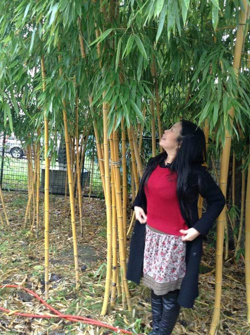 Hàng trúc được mang từ Việt Nam sang đã ngự trị trong nhà cô Thảo hơn 11 năm.