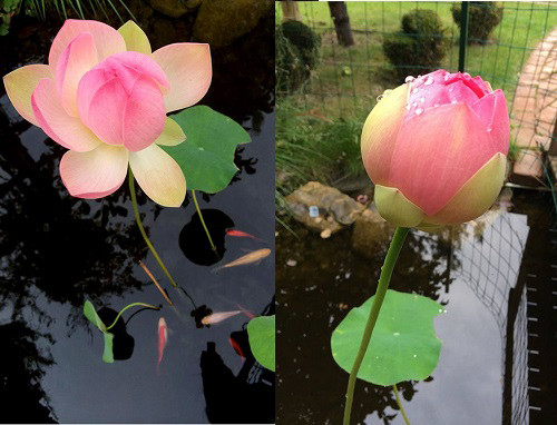 Hoa sen mang từ Việt Nam sang, phải mất hơn 8 năm chăm trồng hoa mới cho ra thành quả.