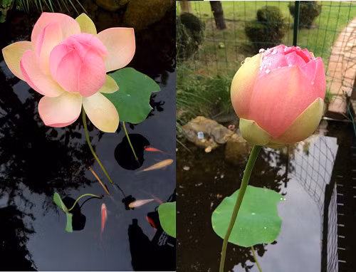 Hoa sen mang từ Việt Nam sang, phải mất hơn 8 năm chăm trồng hoa mới cho ra thành quả.