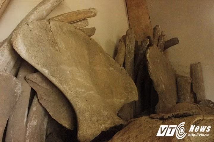 Giai ma hai bo xuong lon nhat Viet Nam o Quang Binh-Hinh-2