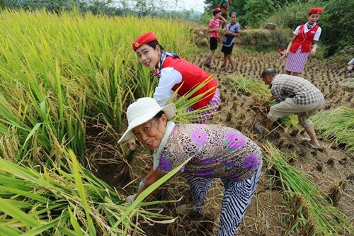 Theo khẩu lệnh của người hướng dẫn, những tiếp viên hàng không cùng xắn tay áo, bước xuống ruộng, cầm lấy chiếc liềm gặt lúa và tiến hành thu hoạch.