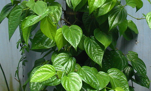 La trau khong - “than duoc” chua benh nhieu nguoi khong biet