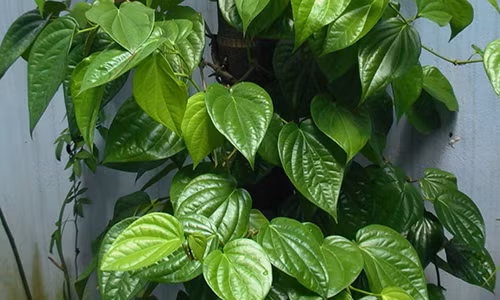 La trau khong - “than duoc” chua benh nhieu nguoi khong biet