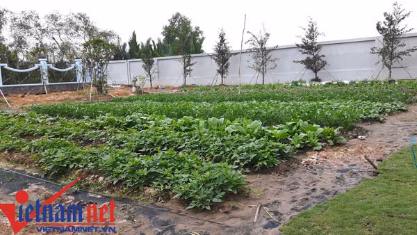 Vườn rau sạch và chỗ nuôi gà, nuôi chim Công của Hoài Linh.