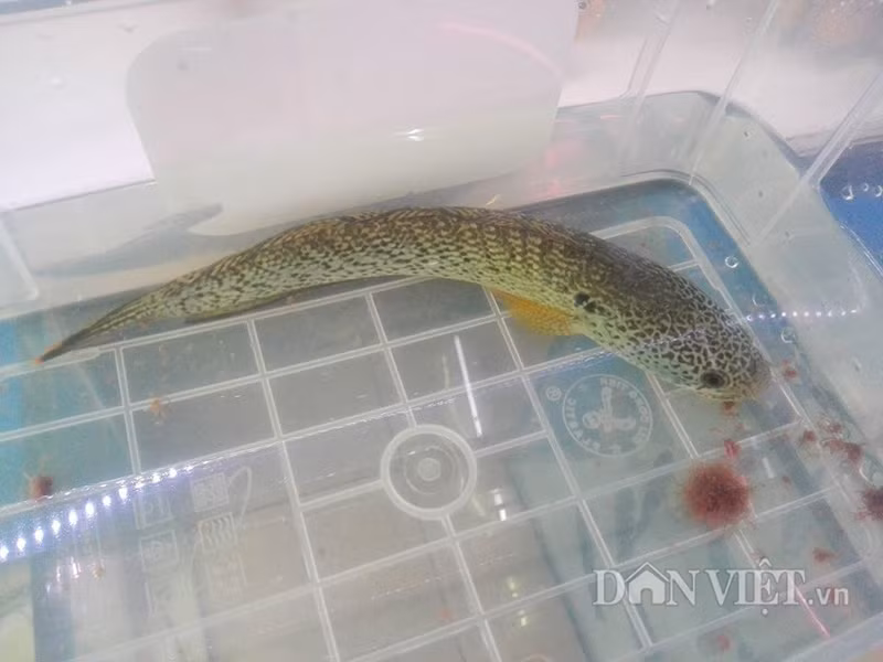 Một con cá lóc hoàng đế size 40cm được anh Ken Trần bắt đóng vào hộp nhựa đựng nước để chuẩn bị vận chuyển bán cho khách hàng với giá 2.000 USD.