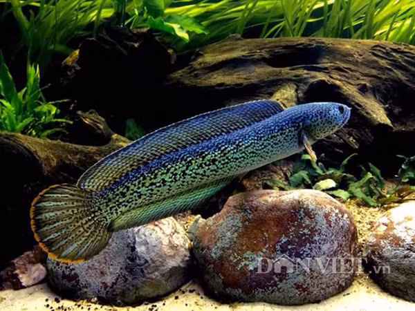 Anh Ken Trần cho biết: Việc nuôi cá lóc hoàng đế khá đơn giản, không cần máy tạo oxy và cũng không cần thay nước thường xuyên, chỉ cần người chơi chú ý mua một bể cá rộng và đặt thêm vào bên trong bể nhiều cây, lá rong, các viên đá, sỏi và các cành cây tạo không gian tự nhiên và điều chỉnh nhiệt độ nước từ 18 – 30 độ C là cá có thể sinh trưởng và phát triển tốt.