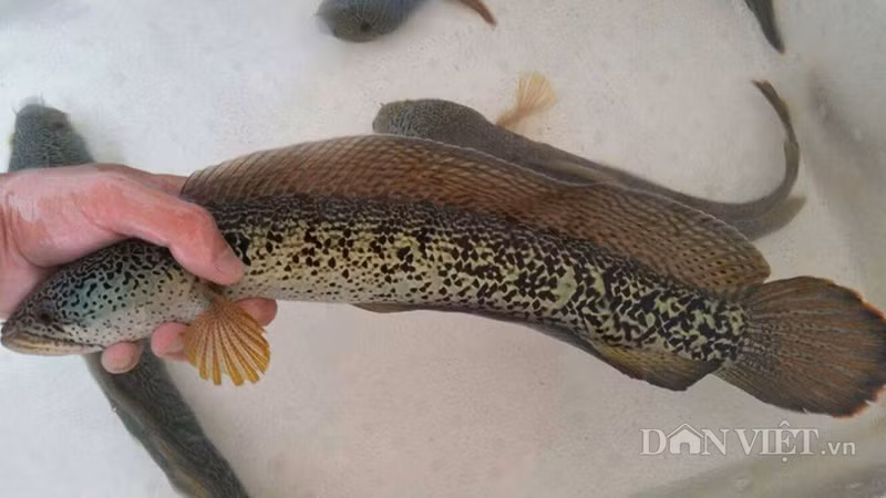 Anh Thanh cho biết thêm, hiện, anh đang sở hữu hàng chục con cá lóc hoàng đế, trong đó có nhiều con thuộc hàng quý hiếm có giá lên đến hàng nghìn đô/con, phần lớn đều đã có khách VIP đặt chờ ngày đến lấy.