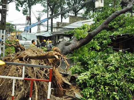 TP HCM Cay co thu do vao nha dan hang chuc nguoi thao chay-Hinh-4