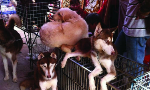 Thông qua “cò”, chủ nhân có thể chuộc lại thú cưng ở các cửa hàng bán chó trên đường Lê Hồng Phong (quận 10) với giá khá 'chát'.