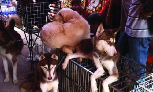 Thông qua “cò”, chủ nhân có thể chuộc lại thú cưng ở các cửa hàng bán chó trên đường Lê Hồng Phong (quận 10) với giá khá 'chát'.