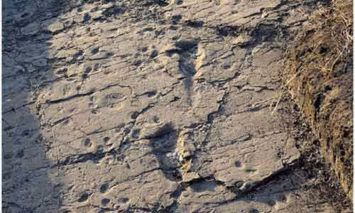 Phat hien dau chan nhung nguoi dau tien tren Trai Dat