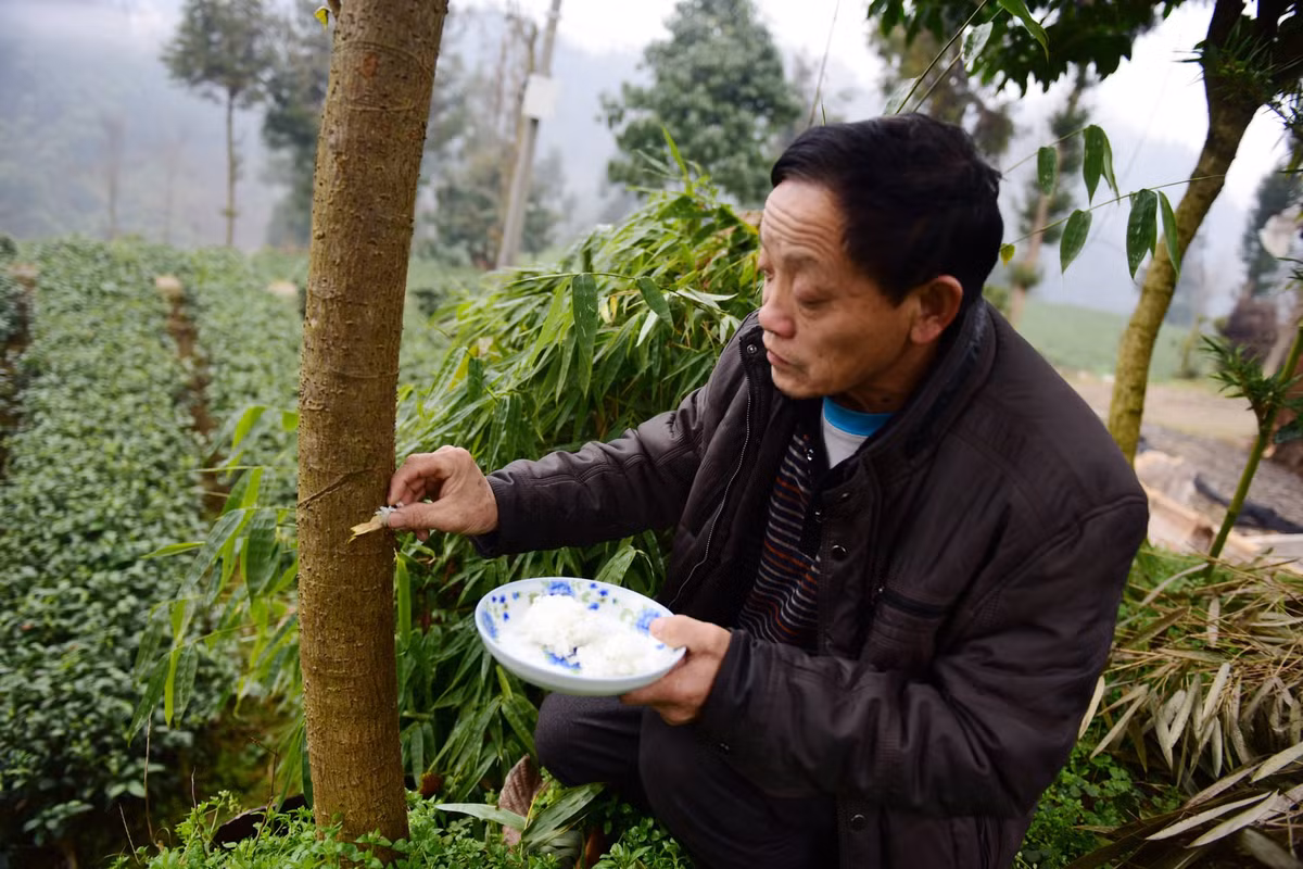 Gạo có lẽ là một thực phẩm quá quen thuộc, không chỉ tại Việt Nam, mà cả nhiều quốc gia châu Á như Trung Quốc. Thế nhưng, tại một ngôi làng nhỏ ở Trung Quốc, người dân sử dụng gạo với một mục đích rất đặc biệt. Dân làng sinh sống tại khu tự trị Enshi Tujia và Miao, thuộc tỉnh Hồ Bắc của Trung Quốc, thực hiện truyền thống cho cây ăn cơm trắng hằng năm. Truyền thống diễn ra vào đầu xuân theo lịch âm Trung Quốc.