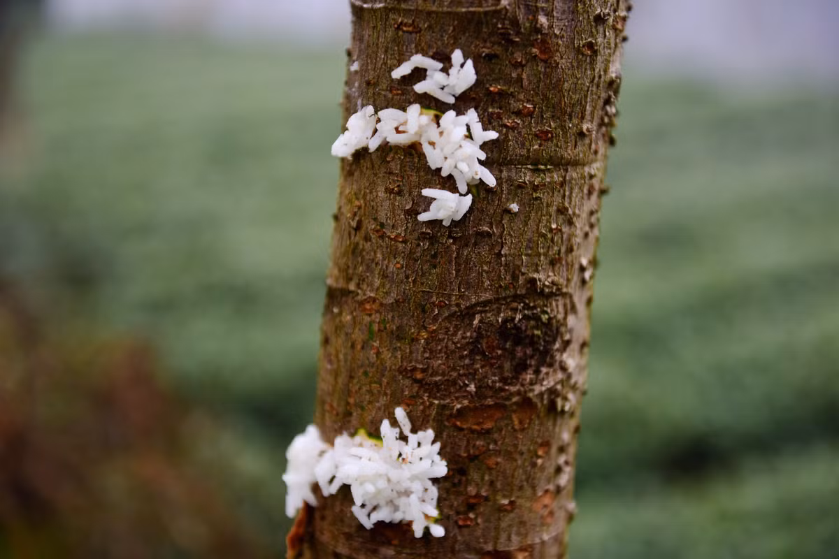 Các chuyên gia địa phương tin rằng biện pháp này sẽ giúp cây phát triển và tăng năng suất cây ăn trái