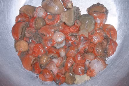 Mỗi tháng có khoảng 10 ngày có con nước (theo cách gọi của ngư dân) để săn loại rum biển, nhiều người dân đi săn cả ngày lẫn đêm.