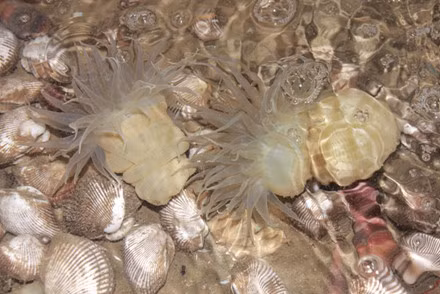 Vất vả nhưng đem lại nguồn thu nhập lớn, hầu hết tháng nào cũng có 10 ngày có rum.