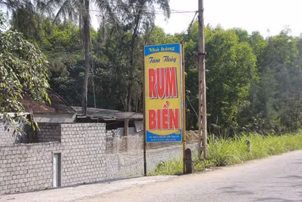 Nhiều nhà hàng bán đặc sản rum biển ở Diễn Châu.